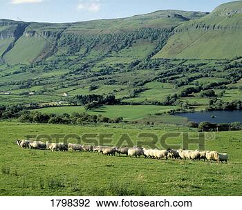 Stock Photo - sheep in front 
of ben bulben 
in county sligo, 
ireland. fotosearch 
- search stock 
photos, pictures, 
images, and photo 
clipart