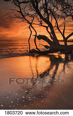 Stock Photography - silhouette of 
tree at water's 
edge, maui, hawaii, 
usa. fotosearch 
- search stock 
photos, pictures, 
images, and photo 
clipart