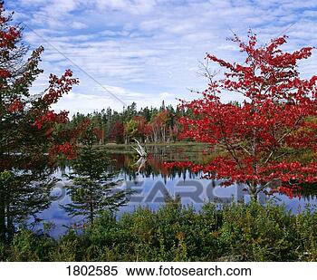 Stock Image - a still lake in 
the north during 
autumn. fotosearch 
- search stock 
photos, pictures, 
images, and photo 
clipart