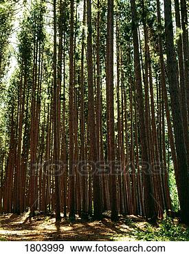 Stock Photograph - tall trees in 
the forest. fotosearch 
- search stock 
photos, pictures, 
images, and photo 
clipart