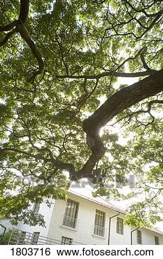 Stock Photo - tree branches 
and window, wailuku, 
maui, hawaii, 
usa. fotosearch 
- search stock 
photos, pictures, 
images, and photo 
clipart