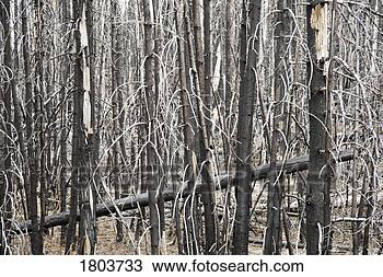 Stock Photo - trees after the 
forest fire. fotosearch 
- search stock 
photos, pictures, 
images, and photo 
clipart