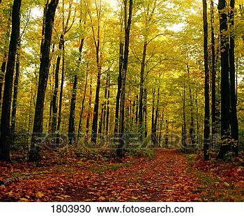 Stock Photography - trees with autumn 
leaves in the 
forest. fotosearch 
- search stock 
photos, pictures, 
images, and photo 
clipart