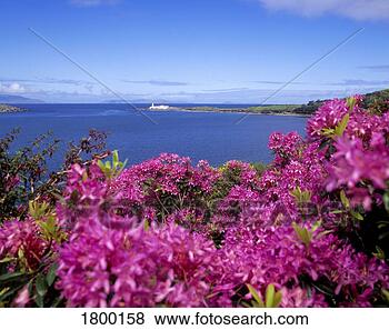 Stock Photo - valentia lighthouse 
from the glanleam 
gardens in county 
kerry, ireland. 
fotosearch - search 
stock photos, 
pictures, images, 
and photo clipart