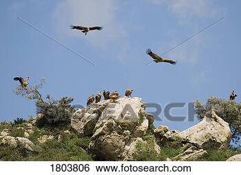 Stock Photo - vultures in southern 
spain. fotosearch 
- search stock 
photos, pictures, 
images, and photo 
clipart