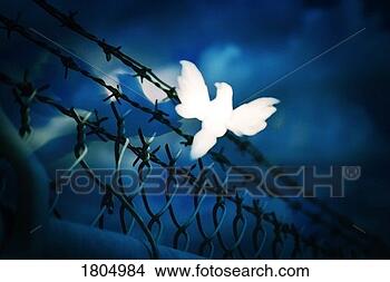 Stock Photo - white bird sitting 
on barbed wire 
fence. fotosearch 
- search stock 
photos, pictures, 
images, and photo 
clipart