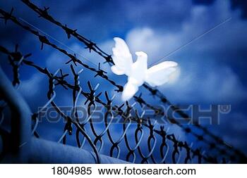 Stock Image - white bird sitting 
on barbed wire 
fence. fotosearch 
- search stock 
photos, pictures, 
images, and photo 
clipart
