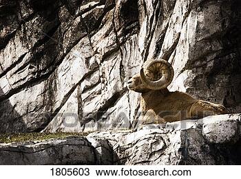 Stock Photo - wild ram. fotosearch 
- search stock 
photos, pictures, 
images, and photo 
clipart