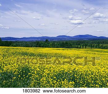 Stock Photo - yellow flowers 
in meadow with 
mountains in background. 
fotosearch - search 
stock photos, 
pictures, images, 
and photo clipart