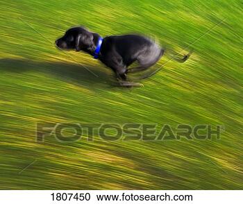 Stock Photography - a black dog running. 
fotosearch - search 
stock photos, 
pictures, images, 
and photo clipart