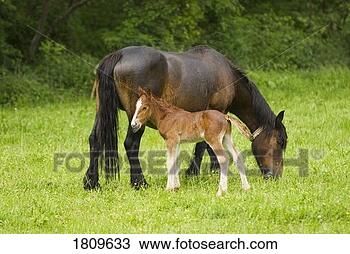 Stock Photo - cantabrian mountain 
pony mare with 
foal. fotosearch 
- search stock 
photos, pictures, 
images, and photo 
clipart