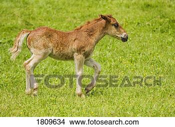 Stock Photo - cantabrian mountain 
pony foal trotting. 
fotosearch - search 
stock photos, 
pictures, images, 
and photo clipart