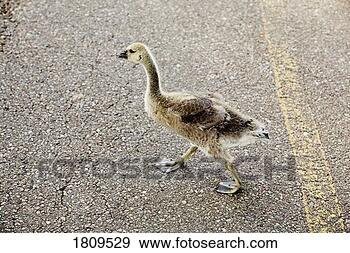 Stock Photograph - goose crossing 
the road. fotosearch 
- search stock 
photos, pictures, 
images, and photo 
clipart