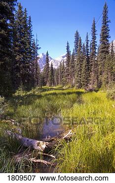 Picture - meadow, elk lakes 
provincial park, 
british columbia, 
canada. fotosearch 
- search stock 
photos, pictures, 
images, and photo 
clipart