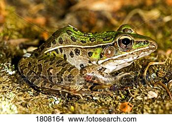 Stock Photo - a southern leopard 
frog. fotosearch 
- search stock 
photos, pictures, 
images, and photo 
clipart