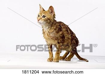 Stock Photo - wet cat. fotosearch 
- search stock 
photos, pictures, 
images, and photo 
clipart