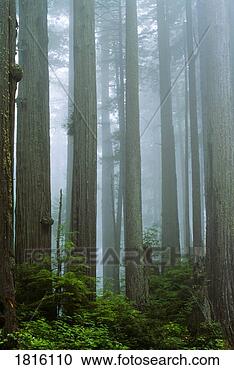 Stock Photography - redwood forest, 
jedediah smith 
redwoods state 
parks, california, 
usa. fotosearch 
- search stock 
photos, pictures, 
images, and photo 
clipart