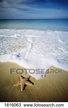 Stock Photo - star fish on tropical 
beach in phuket, 
thailand. fotosearch 
- search stock 
photos, pictures, 
images, and photo 
clipart