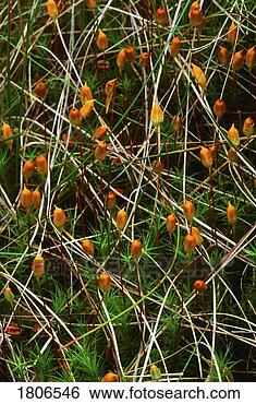 Stock Photo - bog plant, the 
murrins, co tyrone, 
ireland. fotosearch 
- search stock 
photos, pictures, 
images, and photo 
clipart