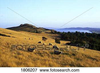 Picture - co wicklow, bray 
head, killiney 
hill in background, 
ireland. fotosearch 
- search stock 
photos, pictures, 
images, and photo 
clipart