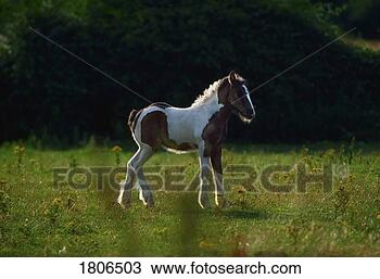 Stock Photo - feral pony, co 
dublin, ireland. 
fotosearch - search 
stock photos, 
pictures, images, 
and photo clipart