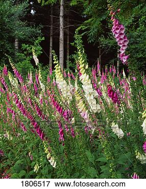 Picture - foxgloves, coolcarrigan, 
co kildare, ireland. 
fotosearch - search 
stock photos, 
pictures, images, 
and photo clipart