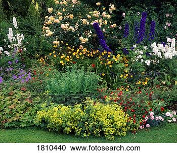 Stock Photography - herbaceous border. 
fotosearch - search 
stock photos, 
pictures, images, 
and photo clipart