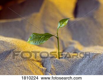 Stock Photo - seedling in a 
desert. fotosearch 
- search stock 
photos, pictures, 
images, and photo 
clipart