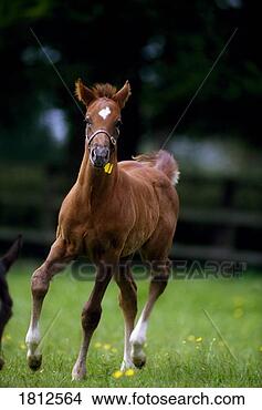 Stock Photo - thoroughbred horse. 
fotosearch - search 
stock photos, 
pictures, images, 
and photo clipart