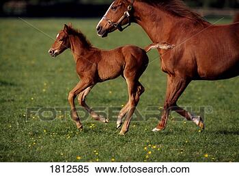 Stock Image - thoroughbred mare 
and foal. fotosearch 
- search stock 
photos, pictures, 
images, and photo 
clipart