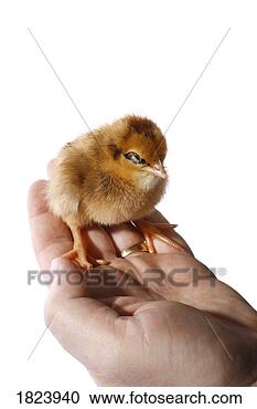 Stock Photography - baby chick sitting 
on a hand. fotosearch 
- search stock 
photos, pictures, 
images, and photo 
clipart