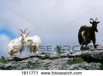 Stock Photography - goats, the burren, 
co clare, ireland. 
fotosearch - search 
stock photos, 
pictures, images, 
and photo clipart