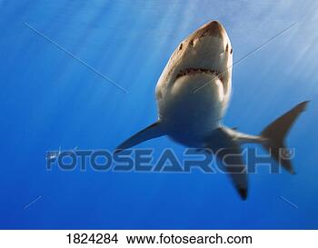 Stock Photo - great white shark 
off guadalupe 
island, mexico. 
fotosearch - search 
stock photos, 
pictures, images, 
and photo clipart