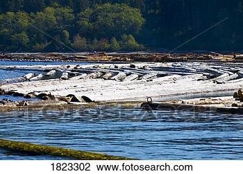 Stock Photo - logs in the water. 
fotosearch - search 
stock photos, 
pictures, images, 
and photo clipart
