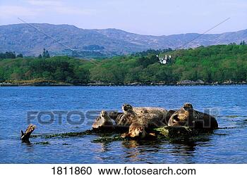 Stock Photography - seals, glengarriff, 
co cork, ireland. 
fotosearch - search 
stock photos, 
pictures, images, 
and photo clipart