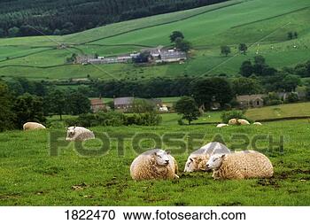 Stock Photography - sheep in field, 
yorkshire dales 
national park, 
england. fotosearch 
- search stock 
photos, pictures, 
images, and photo 
clipart