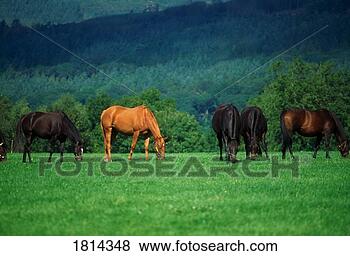 Stock Photo - thoroughbred mares, 
co tipperary, 
ireland. fotosearch 
- search stock 
photos, pictures, 
images, and photo 
clipart
