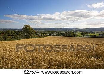 Stock Photo - barley field near 
mooncoin, co kilkenny, 
ireland. fotosearch 
- search stock 
photos, pictures, 
images, and photo 
clipart