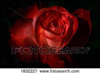 Picture - dark red rose. 
fotosearch - search 
stock photos, 
pictures, images, 
and photo clipart