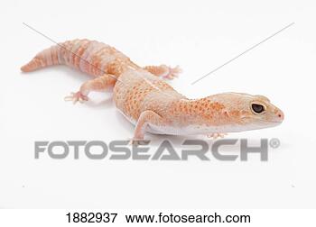 Picture - peach colored<br />
amelanistic african<br />
fat-tailed gecko<br />
(hemitheconyx.<br />
fotosearch - search<br />
stock photos,<br />
pictures, wall<br />
murals, images,<br />
and photo clipart