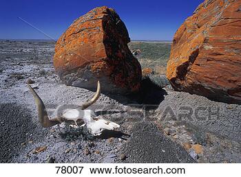 Picture - cow skull and 
large boulder 
in desert red 
rock coulee alberta. 
fotosearch - search 
stock photos, 
pictures, images, 
and photo clipart