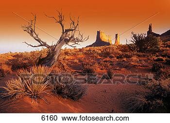 Stock Photography - dead tree in desert 
monument valley. 
fotosearch - search 
stock photos, 
pictures, images, 
and photo clipart