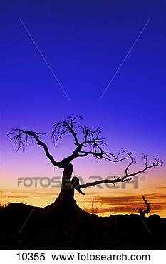 Stock Image - silhouette of 
a tree at sunset. 
fotosearch - search 
stock photos, 
pictures, images, 
and photo clipart