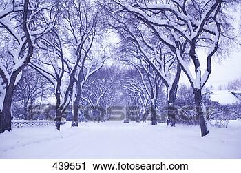 Stock Photography - snow covered trees. 
fotosearch - search 
stock photos, 
pictures, images, 
and photo clipart