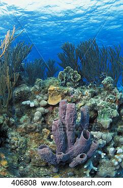 Stock Photo - azure tube sponge 
on coral reef. 
fotosearch - search 
stock photos, 
pictures, images, 
and photo clipart