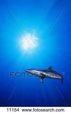 Stock Photo - lone shark illuminated 
by underwater 
sunlight. fotosearch 
- search stock 
photos, pictures, 
images, and photo 
clipart
