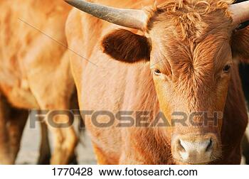 Stock Photo - cow. fotosearch 
- search stock 
photos, pictures, 
images, and photo 
clipart