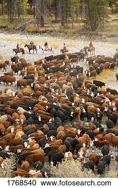 Stock Photography - cowboys on cattle 
round up southern 
alberta canada. 
fotosearch - search 
stock photos, 
pictures, images, 
and photo clipart