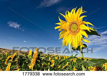 Stock Photo - a field of sunflowers. 
fotosearch - search 
stock photos, 
pictures, images, 
and photo clipart