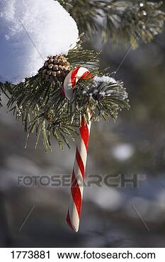 Stock Photography - candy cane on 
tree. fotosearch 
- search stock 
photos, pictures, 
images, and photo 
clipart